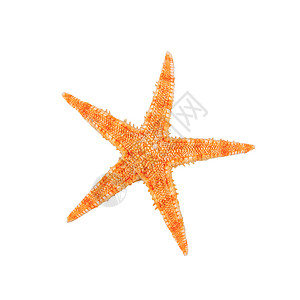 白背景的海星鱼珊瑚生活红色甲壳动物生物学贝壳星星海洋热带背景图片