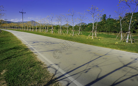 夏季开花路 作为本底的夏季背景图片