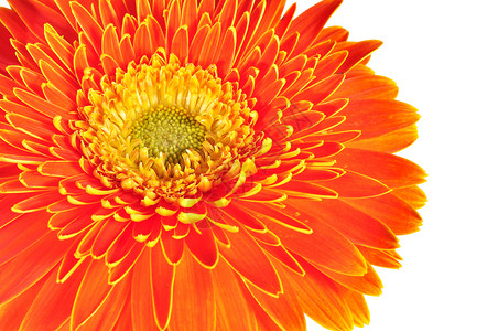 贝拉格格贝拉菊花闭合宏观质地花瓣雏菊花园美丽格柏季节黄色植物群植物橙子背景