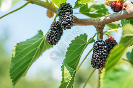 黑熟和红不熟的鲜草莓紫色团体甜点蔬菜黑质叶子浆果食物收成衬套背景图片