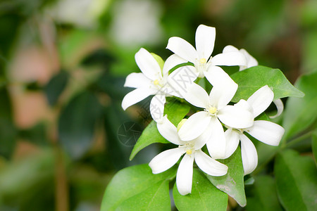 九里香橙色杰西胺花植物木头装饰香水绿色叶子白色风格美丽茉莉花背景