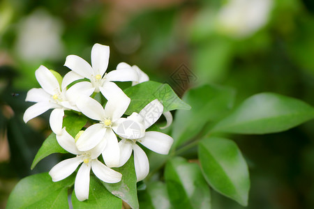 白色开花植物泰国高清图片