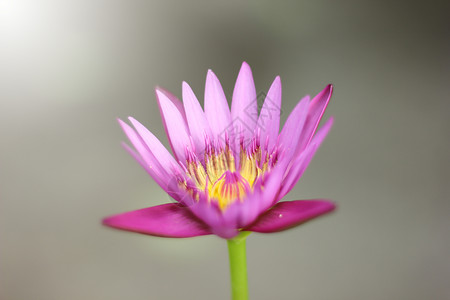 粉粉莲花回春花照片白色绿色植物花瓣池塘粉色荷花植物群热带背景图片