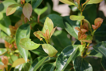 Cinnamoum 露营树叶绿色环境桂冠植物天篷樟脑肉桂街道叶子樟科背景