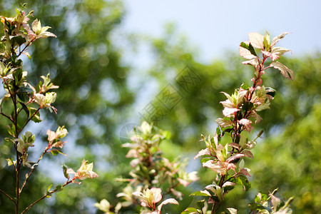 朱槿中国的花边花叶叶美丽玫瑰花园花瓣框架绿色情调热带异国木槿背景
