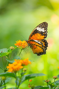 女王要有范花朵上的美丽的蝴蝶底面花瓣女王向日葵橙子翅膀黑色吸引力黄色君主背景