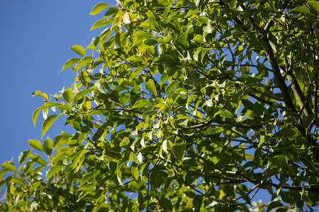 Cinnamoum 露营树叶叶子肉桂植物樟科桂冠樟脑天篷街道环境绿色背景
