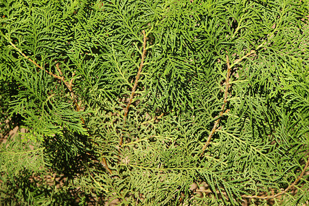 松树绿叶云杉植物针叶季节木头绿色环境背景图片