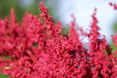 亚白红花根茎花蜜红色绿色花园植被粉色植物学植物胡须背景图片