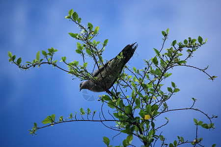 鸽子坐在树枝上天空眼睛荒野羽毛伦巴野生动物木头蓝色灰色翅膀背景图片