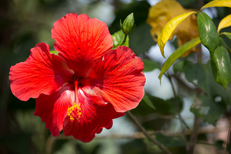 红色Hibiscus的热红罗萨西尼卫士或辉煌美丽异国叶子绿色植物群木槿植物情调花园热带背景图片