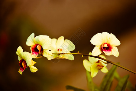 一株蝴蝶兰黄色兰花花白色植物群热带异国美丽温泉紫色粉色情调植物背景