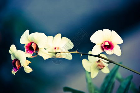黄色兰花花粉色情调紫色异国热带温泉花瓣植物群白色植物背景图片