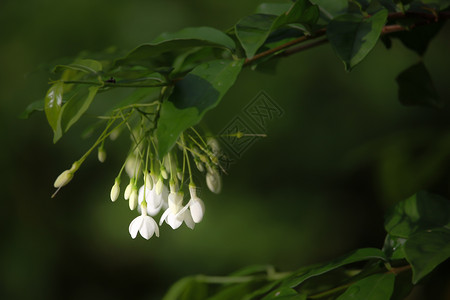 白花花新鲜自然高清图片