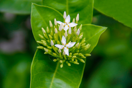 白像花朵花束叶子花期花粉灌木植物生长茉莉花花园衬套背景图片