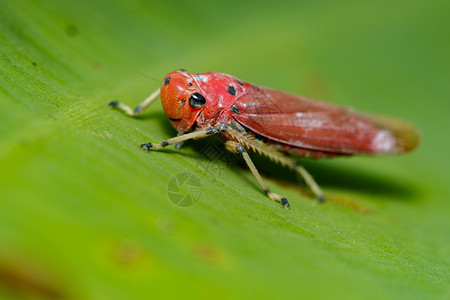 红甲虫野生动物花园高清图片