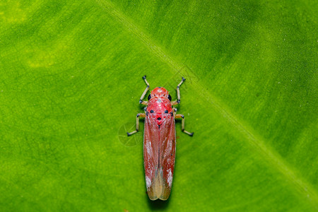 红甲虫叶蝉荒野高清图片