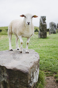 安格尔绵羊在阿夫伯里场地农场天空英语圆圈石头旅行遗产纪念碑宠物背景
