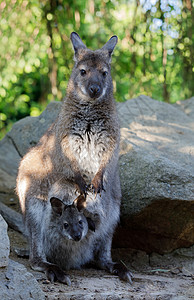 袋鼠的女性与袋子里的小婴儿头发公园小袋食草警觉哺乳动物口袋环境父母荒野背景图片