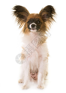 演播室里的小狗狗狗动物宠物工作室三色背景图片