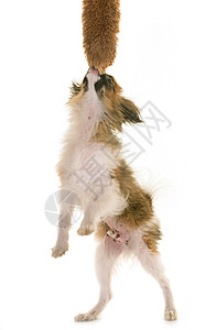 狗狗小狗狗在玩游戏动物宠物跳跃小狗工作室三色玩具背景图片