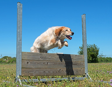 训练服从的训练活动栅栏宠物运动动物闲暇猎犬场地竞赛高清图片
