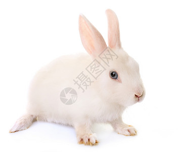 工作室中的兔子哺乳动物婴儿动物农场乡村宠物白色背景图片