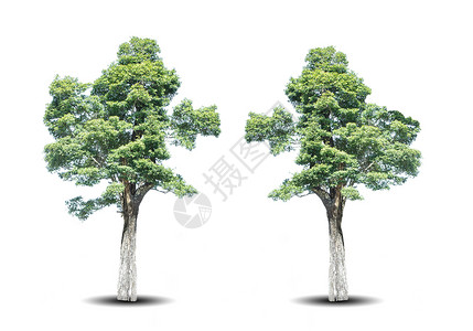两棵绿树 白背景上隔开背景图片