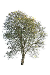 金色树 白色背景上孤立的塔布伊亚生长蔬菜环境幼苗绿色植物树苗家庭花瓣衬套季节背景图片
