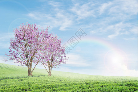 蓝天背景上的彩虹的字段上场地草地天际农场绿色地平线背景图片