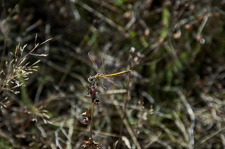 平塔山田野干草上的黄或奥多纳塔背景图片