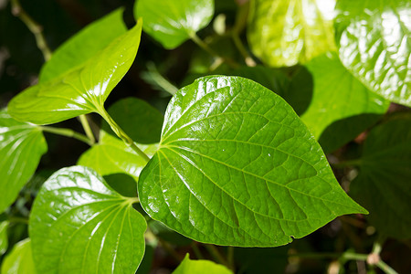 金叶女贞野生金叶绿叶Leafbush树力量吹笛者食物季节蔬菜草本植物植物环境叶子花园背景