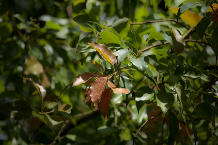 Cinnamoum 露营树叶植物叶子樟科桂冠绿色天篷肉桂街道樟脑环境背景