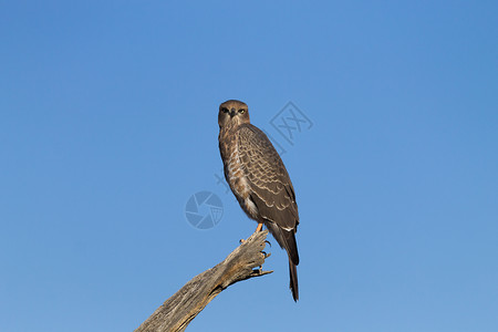 南帕莱切丁戈斯霍克树枝掠夺性苍鹰鸟类蓝天蓝色高清图片