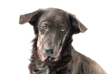 与狗有关素材近距离面对狗病麻风病的面孔 与白背肠有关的皮肤问题疼痛地面皮炎哺乳动物帮助动物疾病小狗头发损失背景