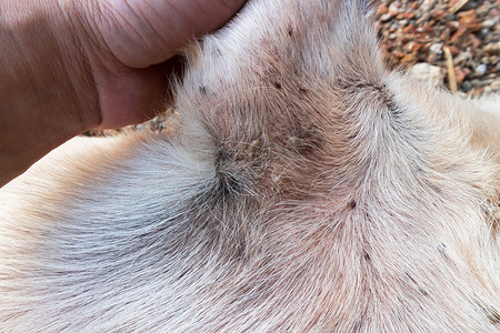 牛子裤在狗身上贴上许多紧闭的滴子或寄生虫 宠物保健打扫疾病宏观犬类黑色跳蚤小狗昆虫男性水蛭背景