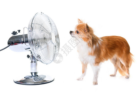 吉华和风扇扇子宠物热浪棕色空调白色呼吸机动物工作室背景图片