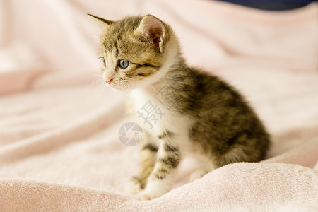 穿粉色毯子的老虎条纹小猫虎斑动物玩具猫咪婴儿猫科动物宠物长椅毛皮眼睛背景
