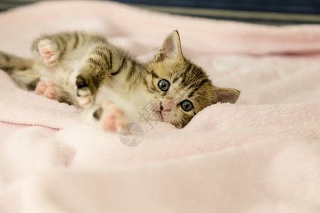 粉色毯子毯子上带老虎条纹的猫小猫虎斑粉色眼睛沙发毛皮橙子猫科动物长椅玩具背景