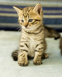 蒸老虎斑蓝沙发上带老虎条纹的小猫婴儿猫科动物橙子毛皮粉色猫咪玩具虎斑长椅眼睛背景