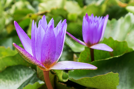 池塘上的紫彩莲花背景图片