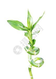 德拉卡埃纳桑德里亚纳生长绿色叶子植物温泉热带禅意文化风水白色背景图片