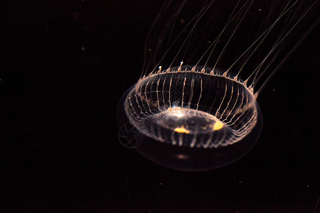 水晶水母是一种生物发光性氢辛烷磺酰胺辉光芡实海洋彩虹海蜇海洋生物野生动物背景图片