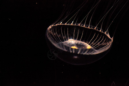 水晶水母是一种生物发光性氢辛烷磺酰胺彩虹辉光芡实野生动物海蜇海洋海洋生物背景图片