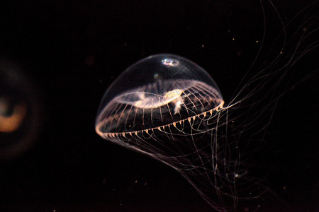 水晶水母是一种生物发光性氢辛烷磺酰胺海洋辉光野生动物芡实海蜇海洋生物彩虹背景图片