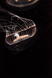 水晶水母是一种生物发光性氢辛烷磺酰胺海洋芡实海蜇海洋生物彩虹辉光野生动物背景图片