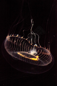 水晶水母是一种生物发光性氢辛烷磺酰胺海蜇芡实辉光彩虹海洋野生动物海洋生物背景图片