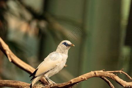 莱奥科普萨尔罗什柴尔迪白鸟羽毛野生动物鸟类高清图片