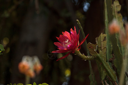 红三氯环十二花仙人掌花花瓣沙漠生长花园植物园艺背景图片