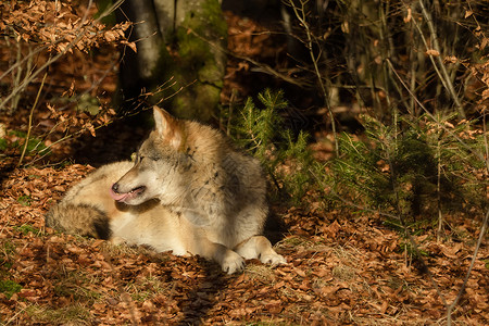 巴伐利亚森林森林中的狼群鼻子猎人公园毛皮狼疮生物动物园野生动物荒野哺乳动物背景